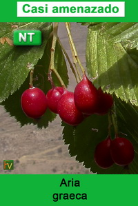 Aria edulis