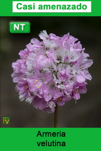 Armeria velutina