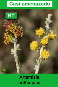Artemisia aethiopica