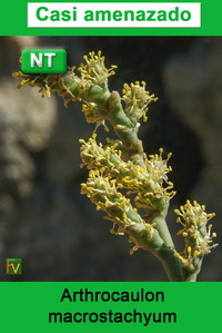 Arthrocnemum macrostachyum