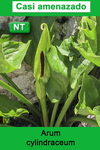 Arum cylindraceum