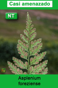Asplenium foreziense