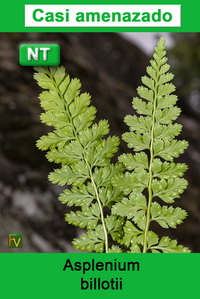Asplenium billotii
