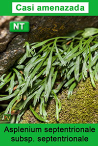 Asplenium septentrionale septentrionale