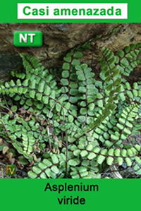 Asplenium viride