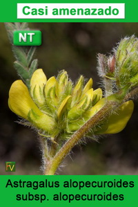 Astragalus alopecuroides alopecuroides