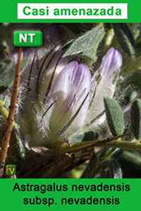 Astragalus nevadensis nevadensis