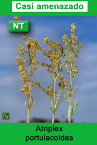 Atriplex portulacoides