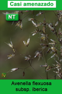 Avenella flexuosa iberica