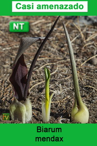 Biarum mendax