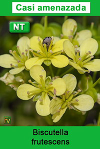 Biscutella frutescens