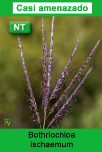Bothriochloa ischaemum