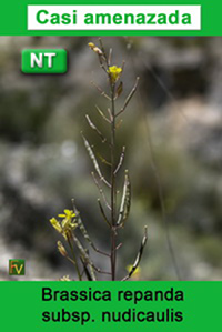 Brassica repanda nudicaulis