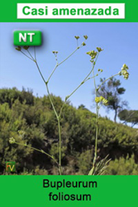 Bupleurum foliosum