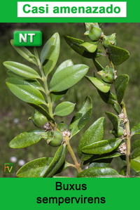 Buxus sempervirens