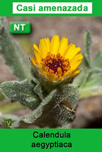 Calendula aegyptiaca