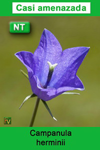 Campanula herminii