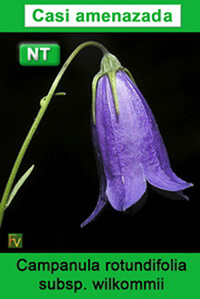 Campanula rotundifolia wilkommii