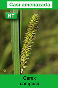 Carex camposii