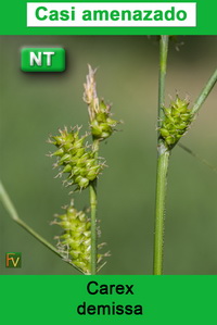 Carex demissa