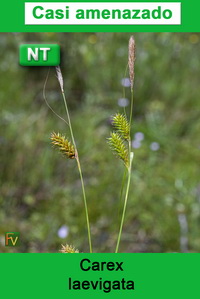 Carex laevigata