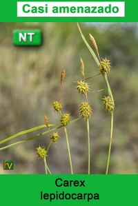 Carex lepidocarpa