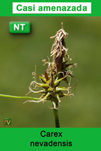 Carex nevadensis