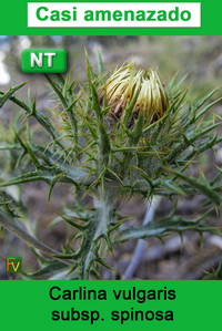 Carlina vulgaris spinosa