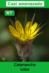 Catananche lutea