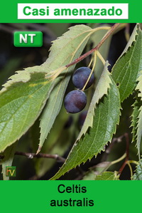 Celtis australis