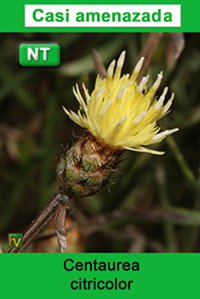 Centaurea citricolor