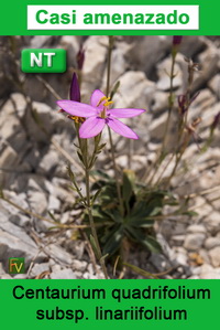 Centaurium quadrifolium linariifolium