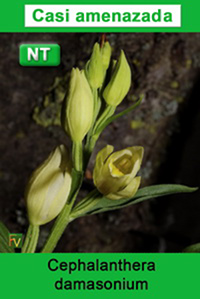 Cephalanthera damasonium