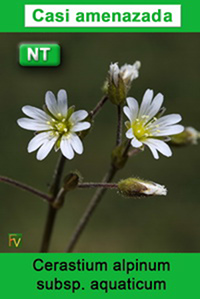 Cerastium alpinum aquaticum