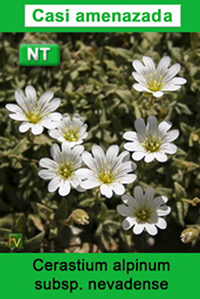 Cerastium alpinum nevadense