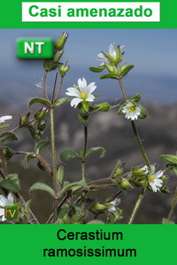 Cerastium ramosissimum