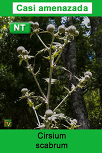 Cirsium scabrum