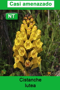 Cistanche phelypaea lutea