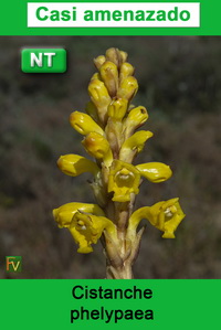 Cistanche phelypaea