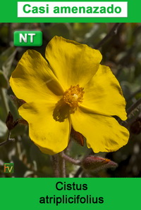 Cistus atriplicifolius