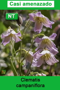 Clematis campaniflora