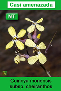 Coincya monensis cheiranthos