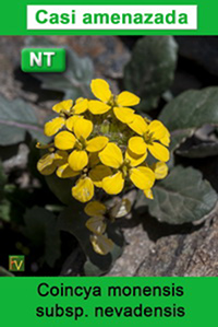 Coincya monensis nevadensis