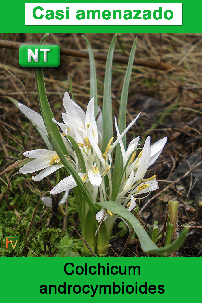 Colchicum androcymbioides