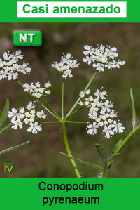 Conopodium pyrenaeum