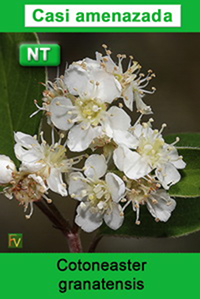 Cotoneaster granatensis