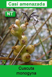 Cuscuta monogyna