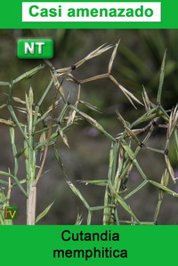 Cutandia memphitica