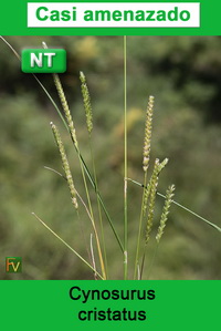 Cynosurus cristatus
