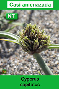 Cyperus capitatus